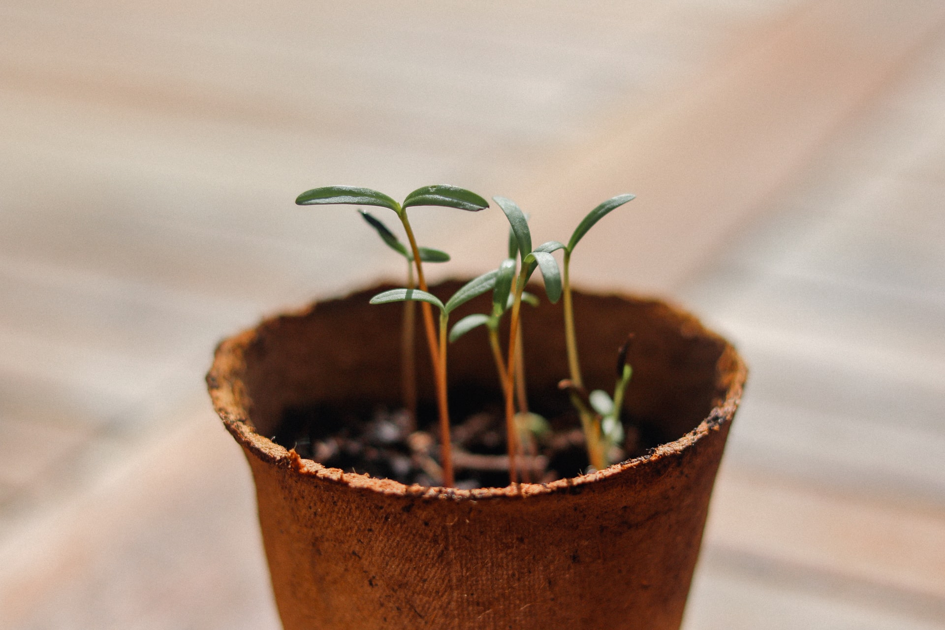 How Agencies Can Leverage a Client-Centric Framework to Boost Organic Growth