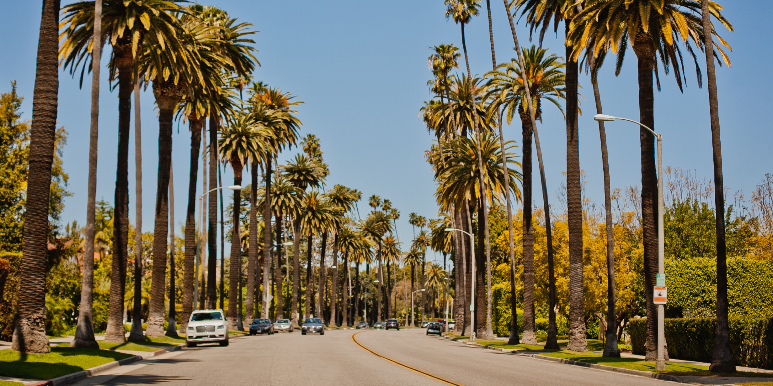 LA street lined with palm trees